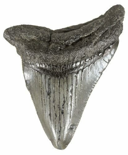 Bargain, Juvenile Megalodon Tooth - South Carolina #54125